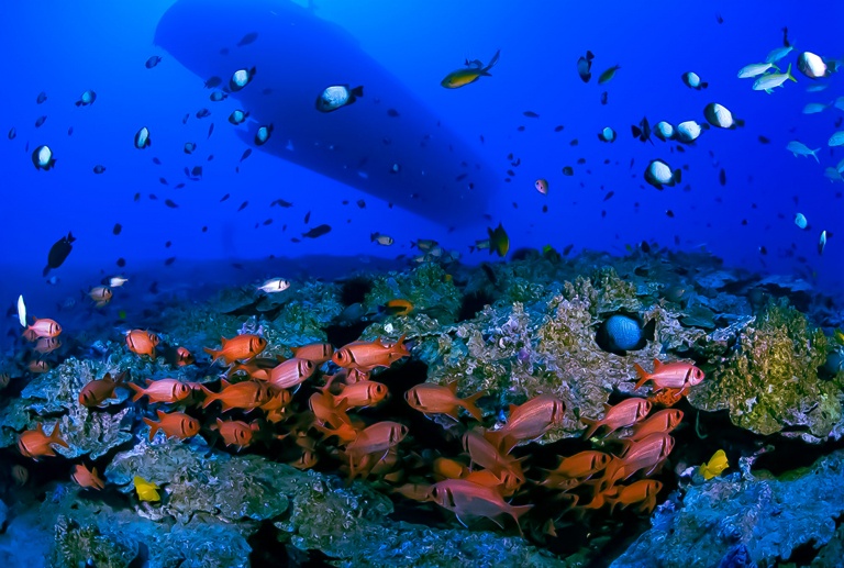 marvel at the great variety of marine life and tropical fish that live in the natural coral reef systems maui atlantis adventures