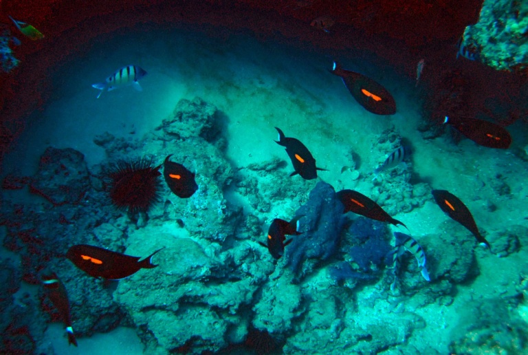 beautiful wildlife ocean joy cruises