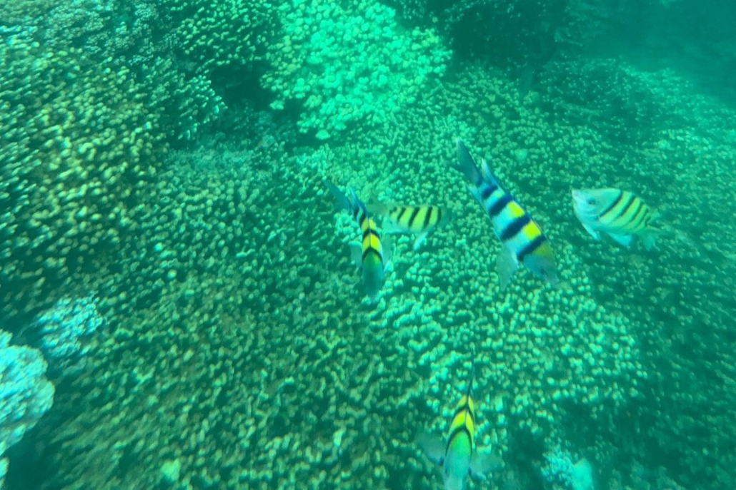 Captainbobpicnicsail Coral Fish And Reef
