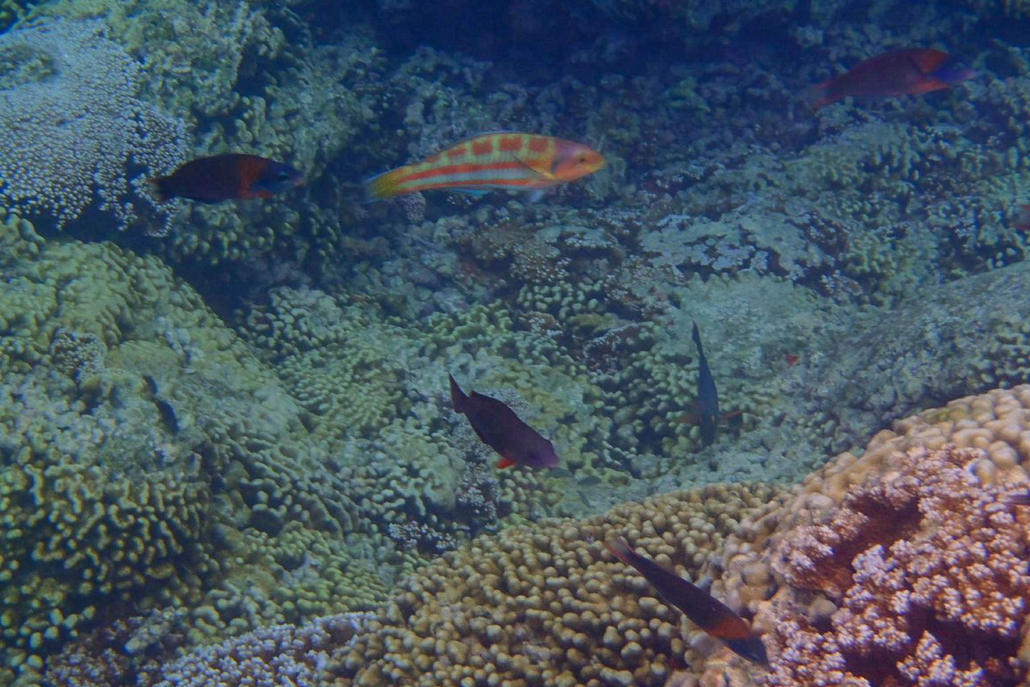 Captainbobpicnicsail Coral Fish Colorful