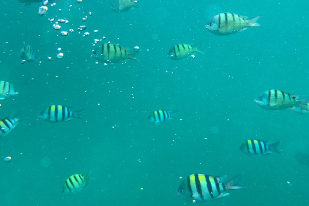 Captainbobpicnicsail Coral Fishs