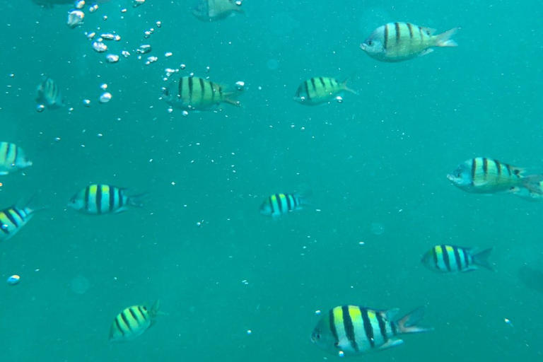 Captainbobpicnicsail Coral Fishs