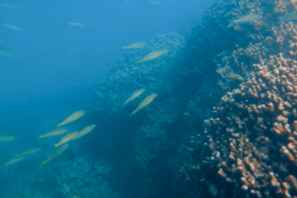 Captainbobspicnicsail Coral Fish Reef