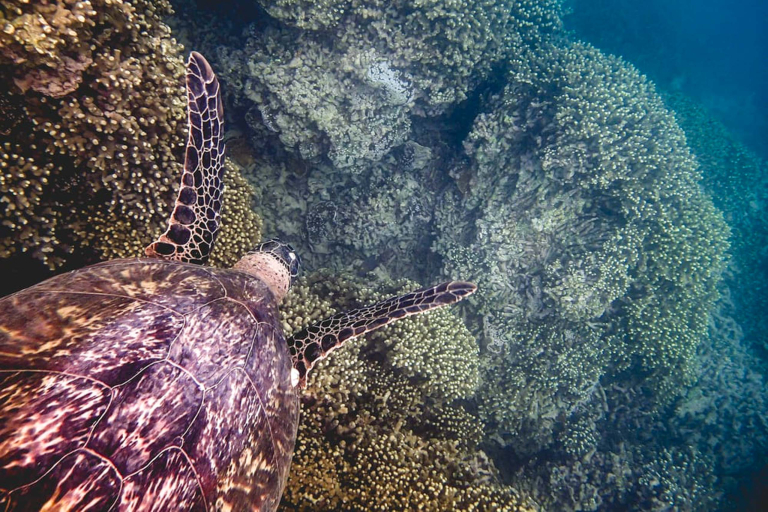 Captainbobspicnicsail Turtle