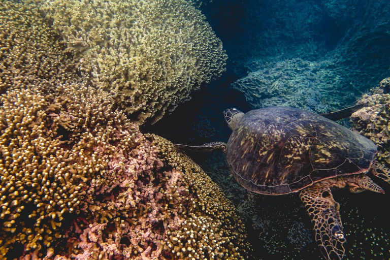 Captainbobspicnicsail Turtle And Reef
