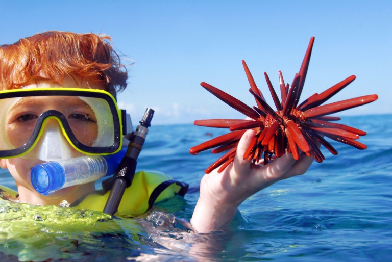 kid snorkeling ocean joy cruises