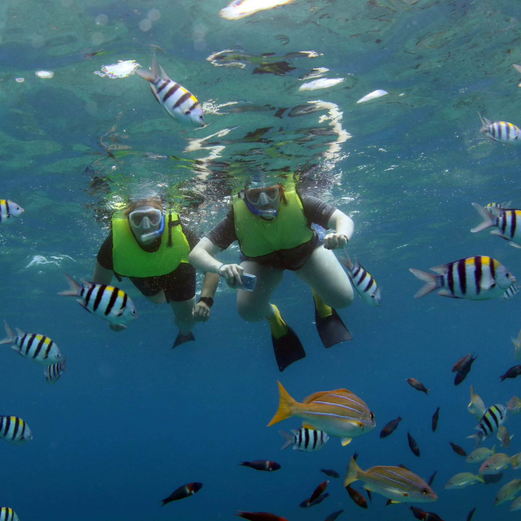 Oceanjoycruises Morning Afternoon Waianae Snorkel Cruise Guests And Fish