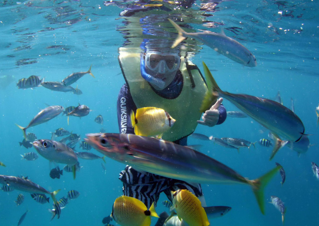 Oceanjoycruises Waianae Snorkeling And Dolphin Watch Coral Fish