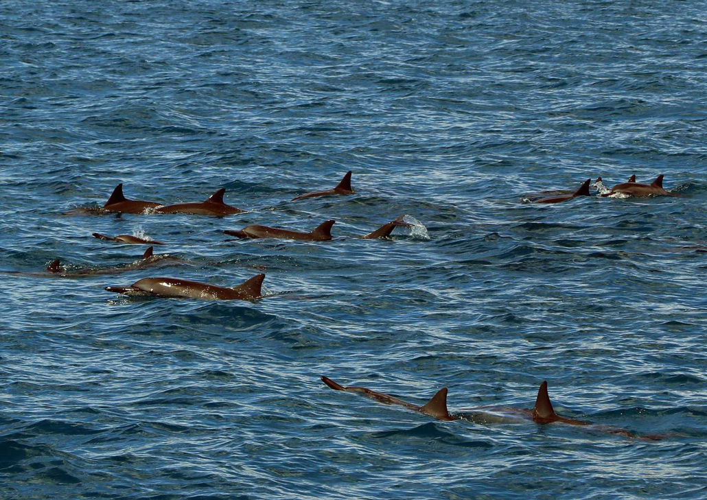 Oceanjoycruises Waianae Snorkeling And Dolphin Watch Dolphin Group