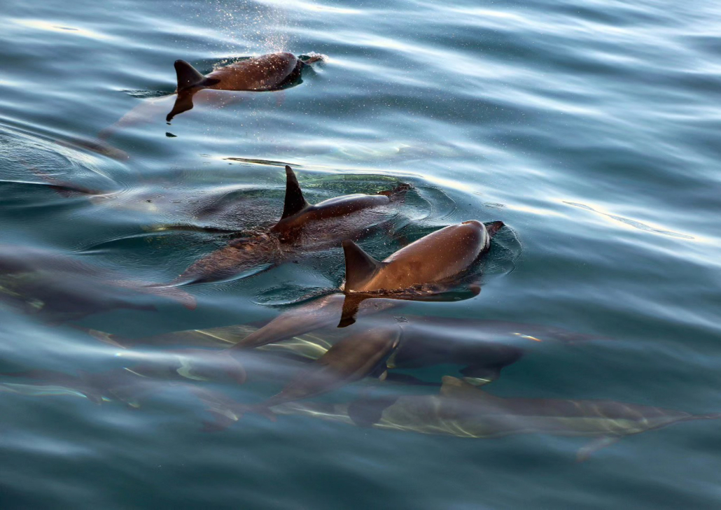 Oceanjoycruises Waianae Snorkeling And Dolphin Watch Dolphins