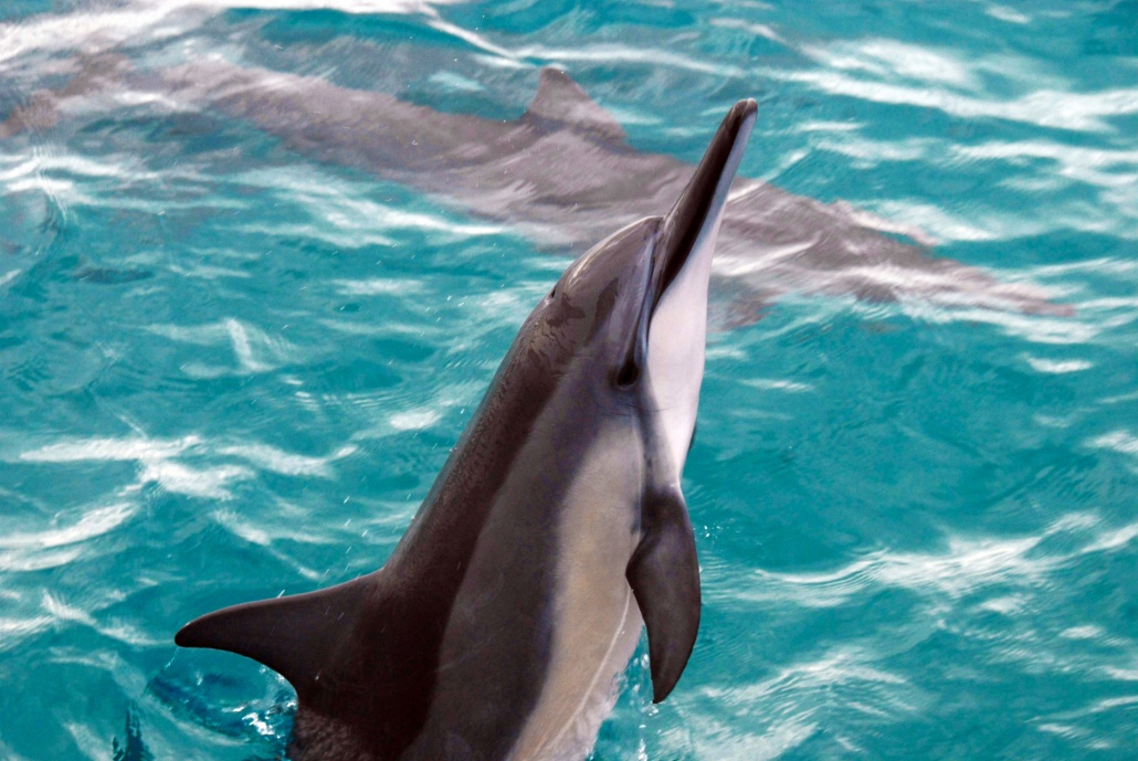 sightseeing dolphins ocean joy cruises