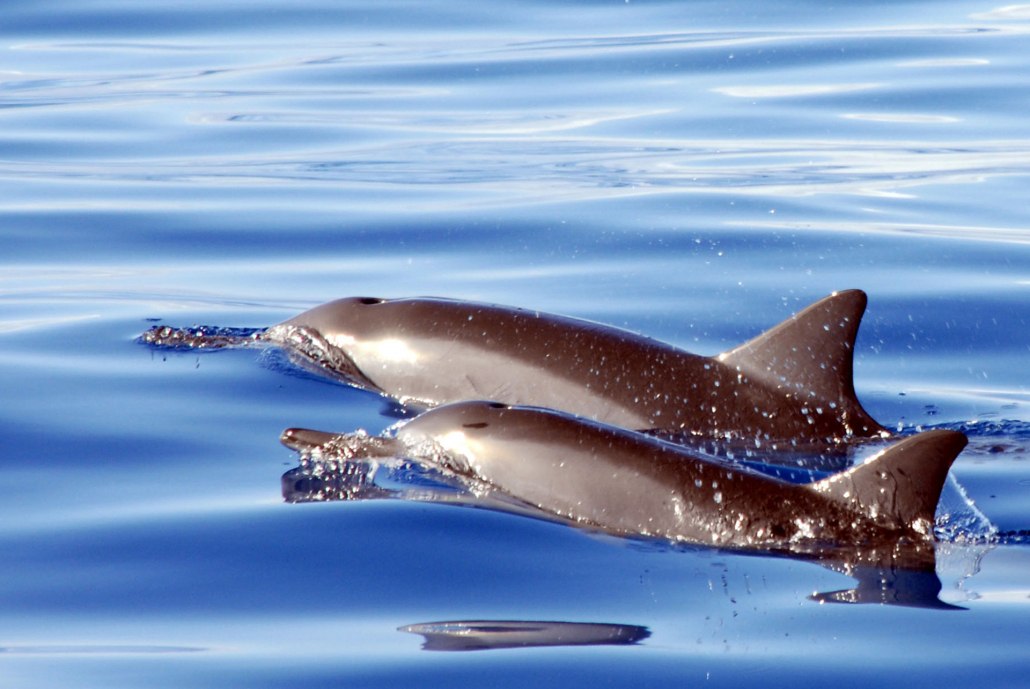 swimming dolphins west oahu snorkeling ocean joy cruises