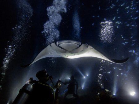 Manta Ray Snorkeling at Night