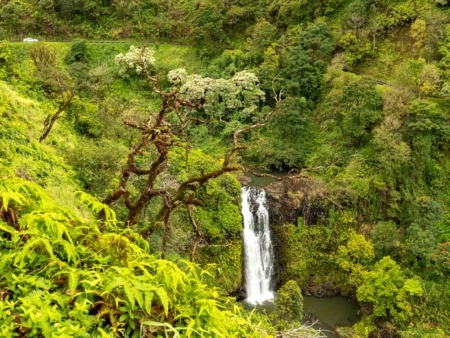 Road to Hana Waterfall forest and Road Maui