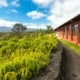 Volcano House Lodge Front and Ferns Volcanoes National Park Big Island