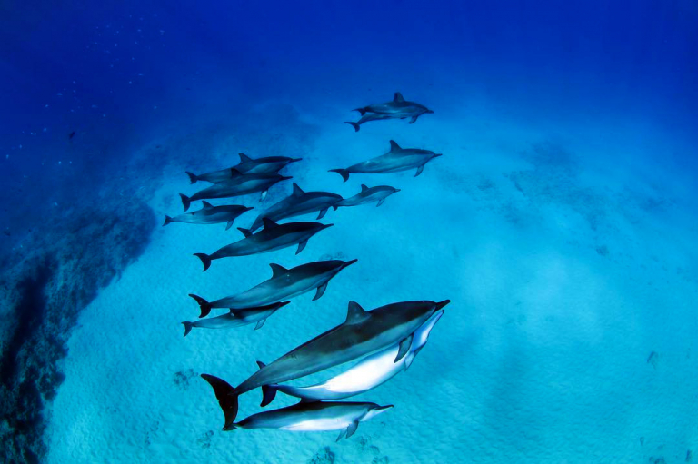 a huge spot of spinners ocean joy cruises oahu hawaii