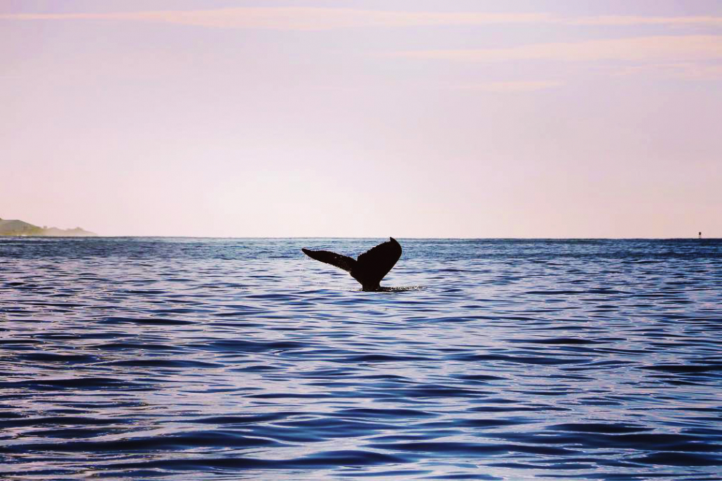 humpback whaletail upon the water ocean joy cruises oahu hawaii