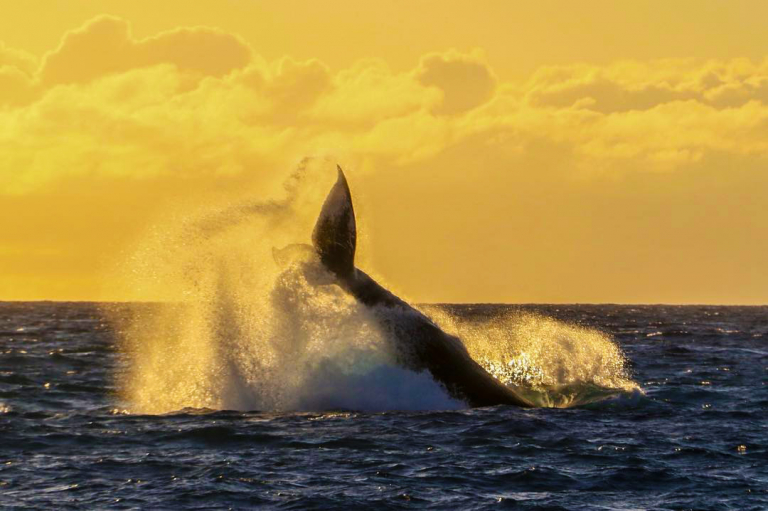 migrating humpback whales smack their tail upon the water ocean joy cruises oahu hawaii