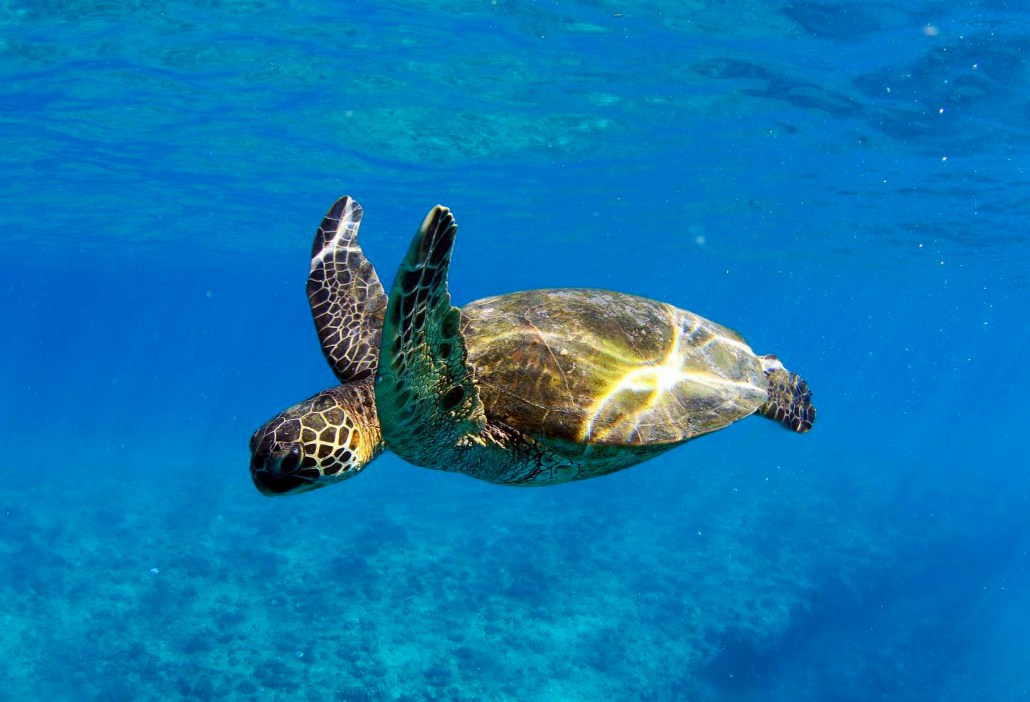 turtles ocean joy cruises oahu hawaii