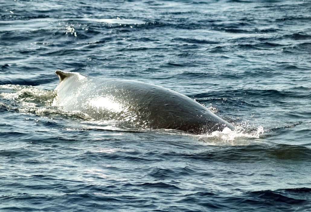 Humpback Whale Back Maui