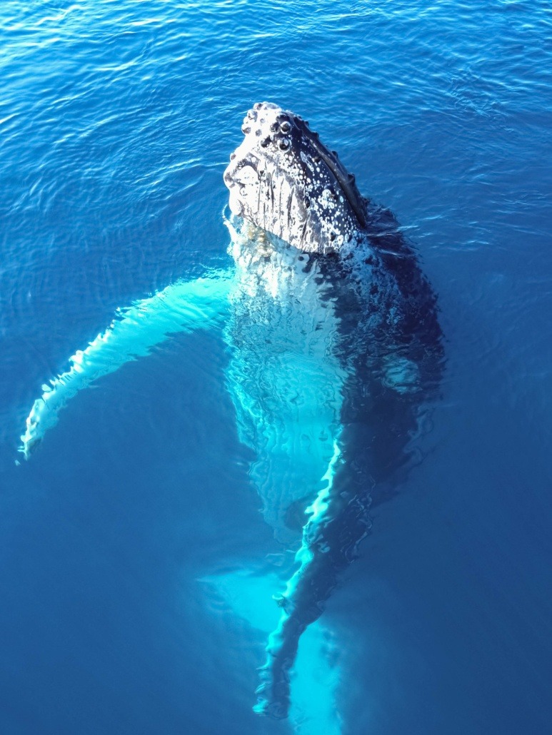 Humpback Whale Maui 