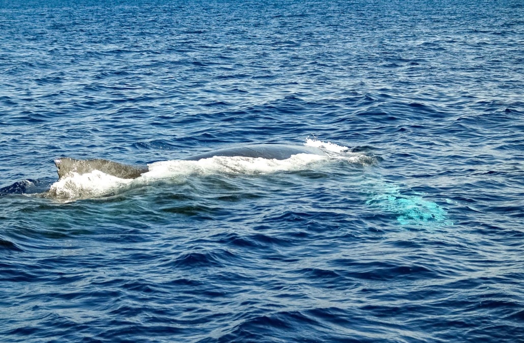 Humpback Whale Ocean Maui
