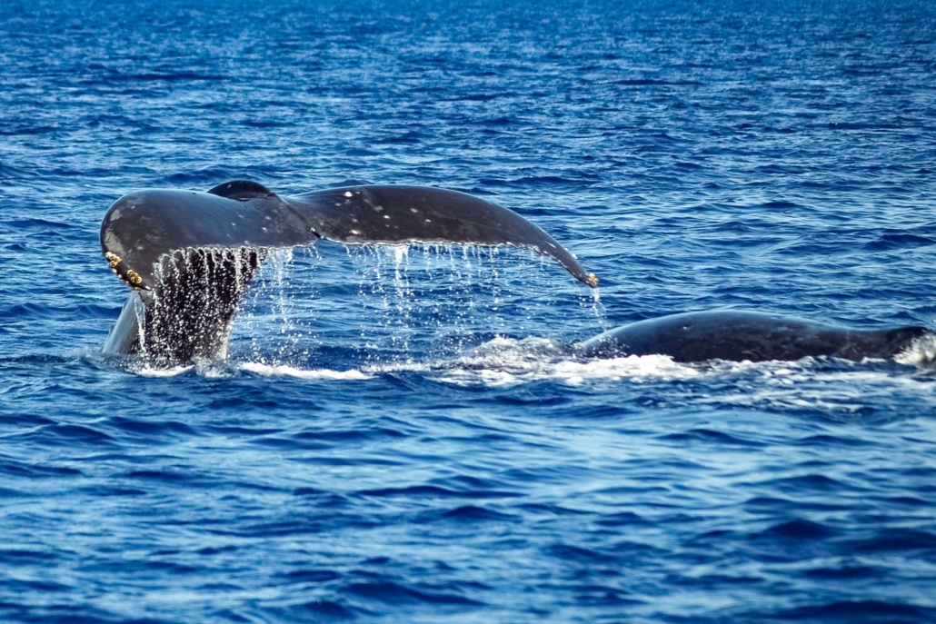 Humpback Whale Pod and Tail Maui