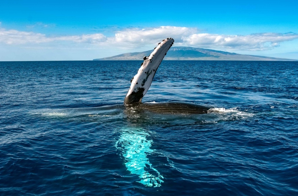 Humpback Whale Fluke Wave