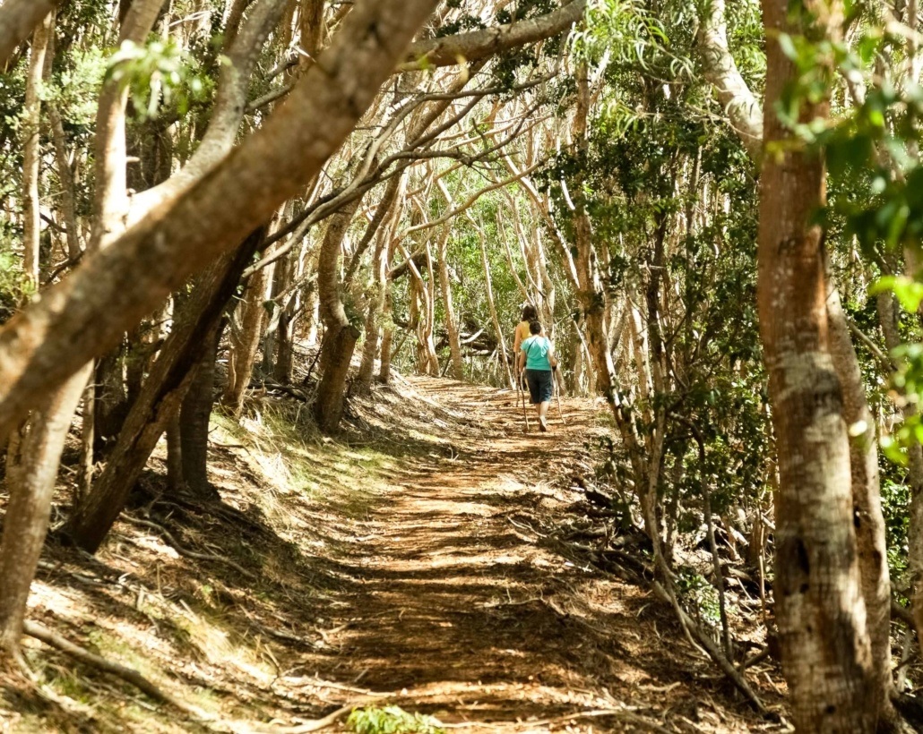 Waimea Canyon Hiking Trial Through Forest Kauai
