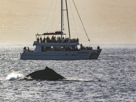 Whale Watching Boat Guests and whale Maui