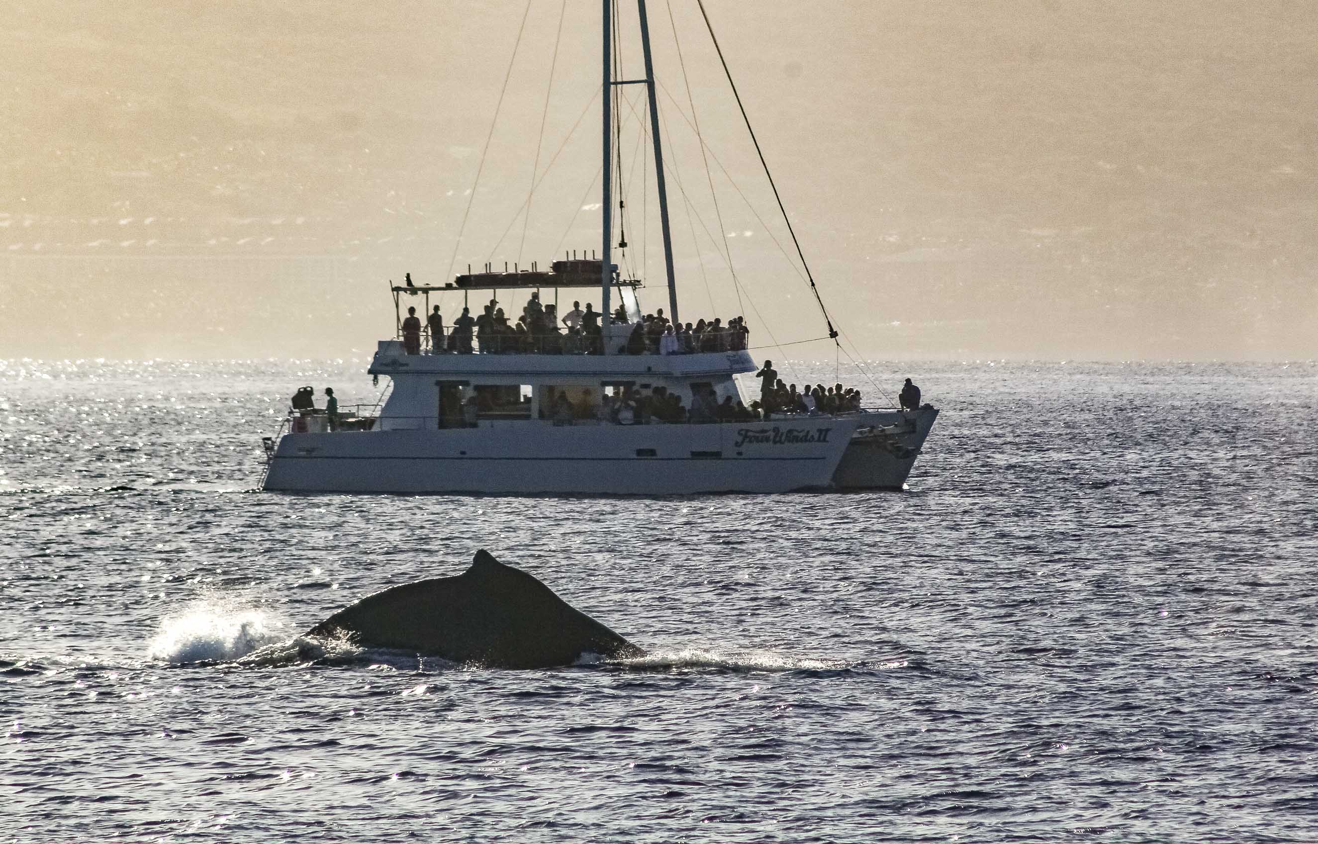 whale watching cruise big island hawaii