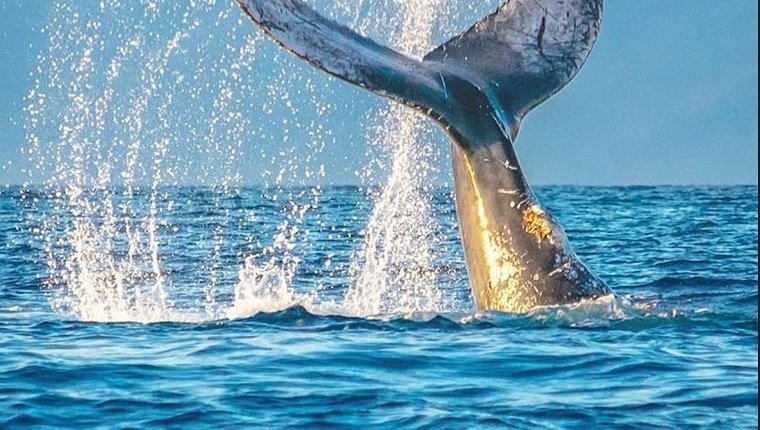 Whale Tail on The Whale Watching Tours
