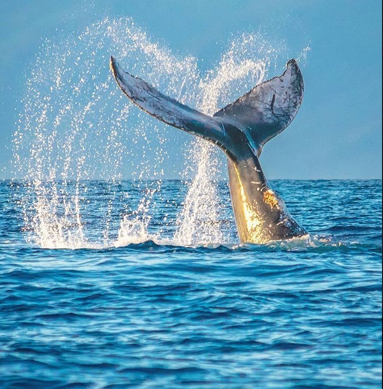 Maui Whale Watching Tours Maui Whale Watch From Lahaina & Maalaea