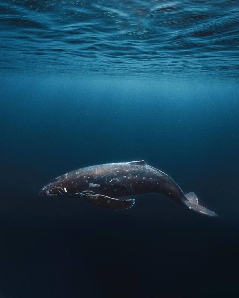 Whale Under The Ocean