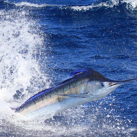 Apex Private Or Shared Fishing Trip Kauai