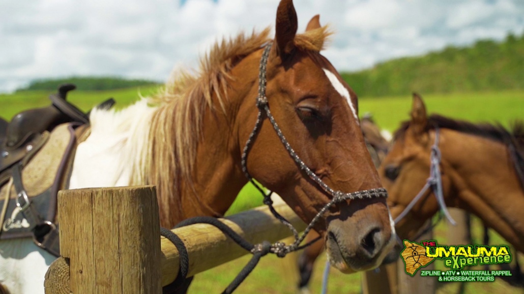 beautiful gentle horses wailea horseback adventure