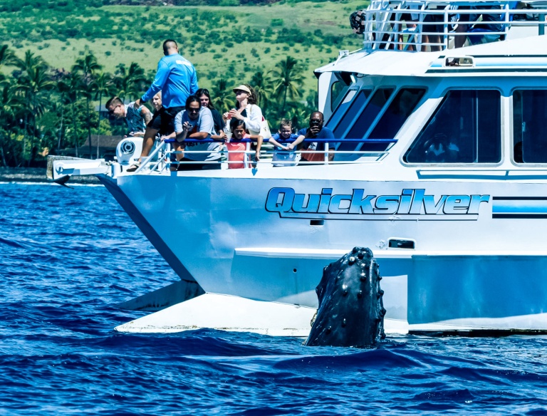 beneath the surface mauis humpback world