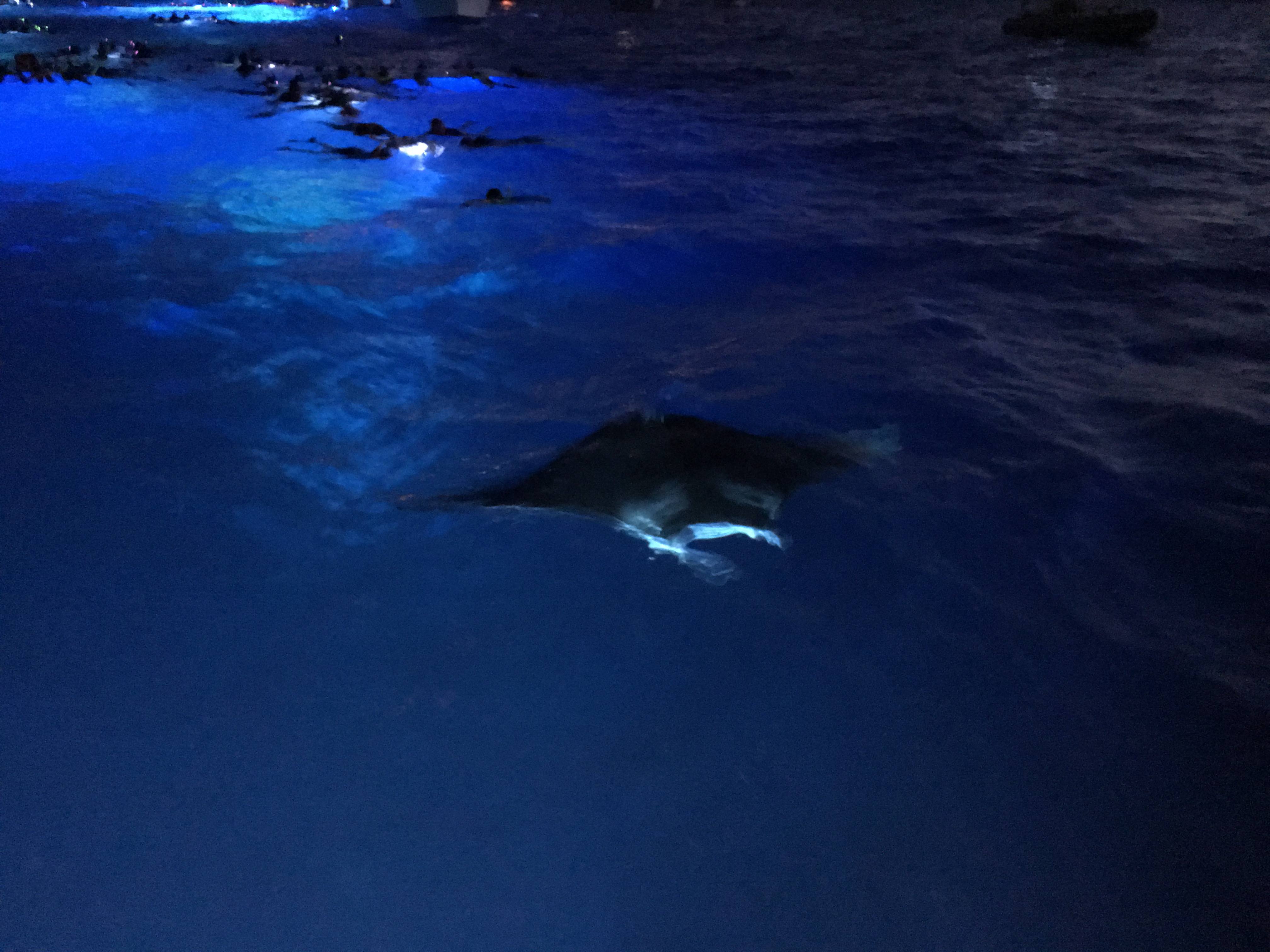 manta ray snorkel tours big island