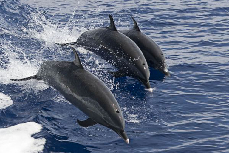 Biteme Konashare Sportfishing Trips Feature Beautiful Views Of The Kona Coast Dolphins