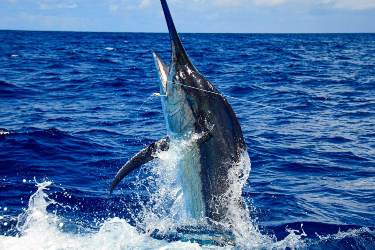 Biteme Konashare Sportfishing Trips 