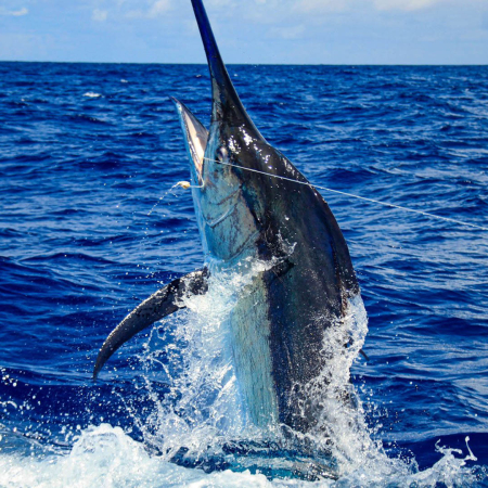 Headshot Of A Nice Black Marlin