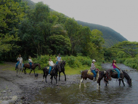 hilo horseback riding tour big island wailea horseback adventure