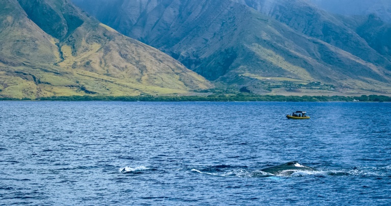 humpback highway mauis migrating whales