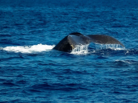 humpback whale and tail maui