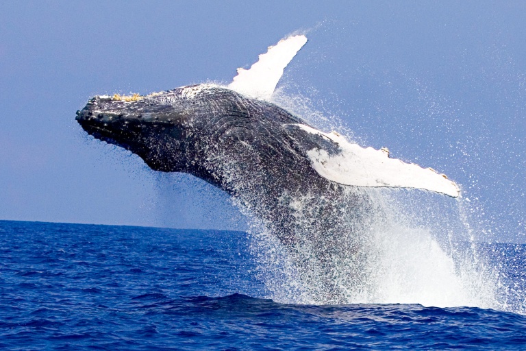 humpback-whale-jumping-out-of-water-kona-whale-watch-cruise-body-glove-hawaii humpback whale jumping out of water kona whale watch cruise body glove hawaii