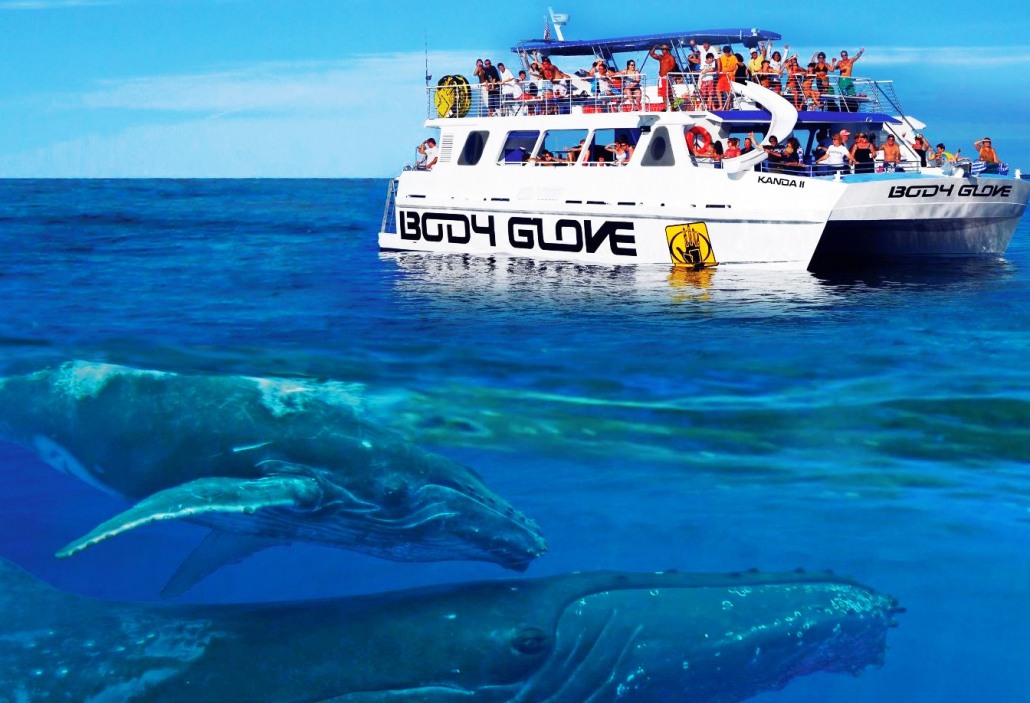 humpback whale mother and calf kona whale watch cruise body glove hawaii