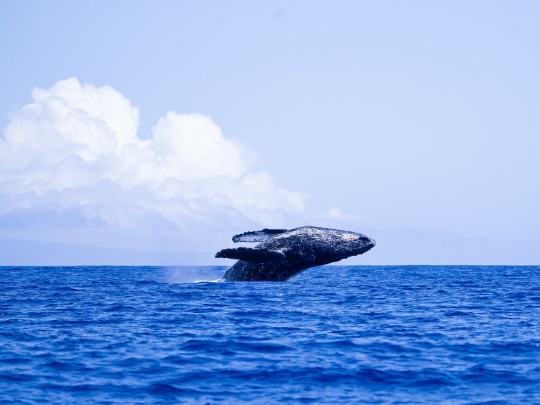 journey to the heart of the humpbacks