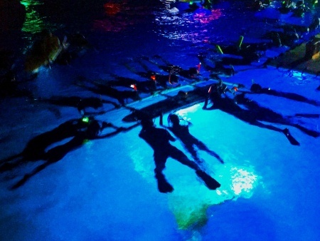 knowledgeable guides share fun manta ray facts ocean encounters big island