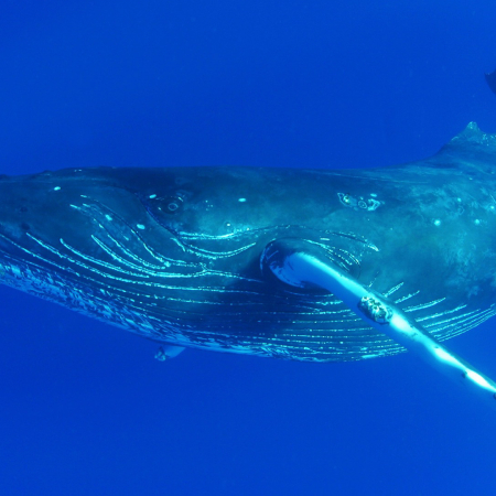 Kona Whale Watch Cruise Body Glove Hawaii