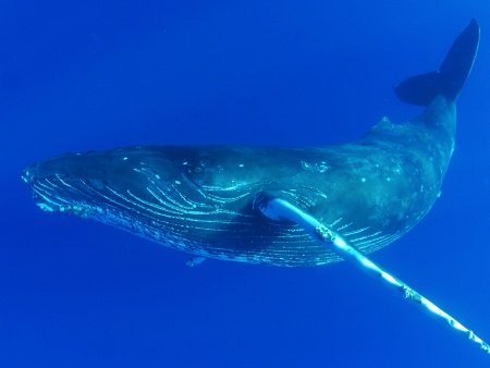 kona whale watch cruise body glove hawaii header